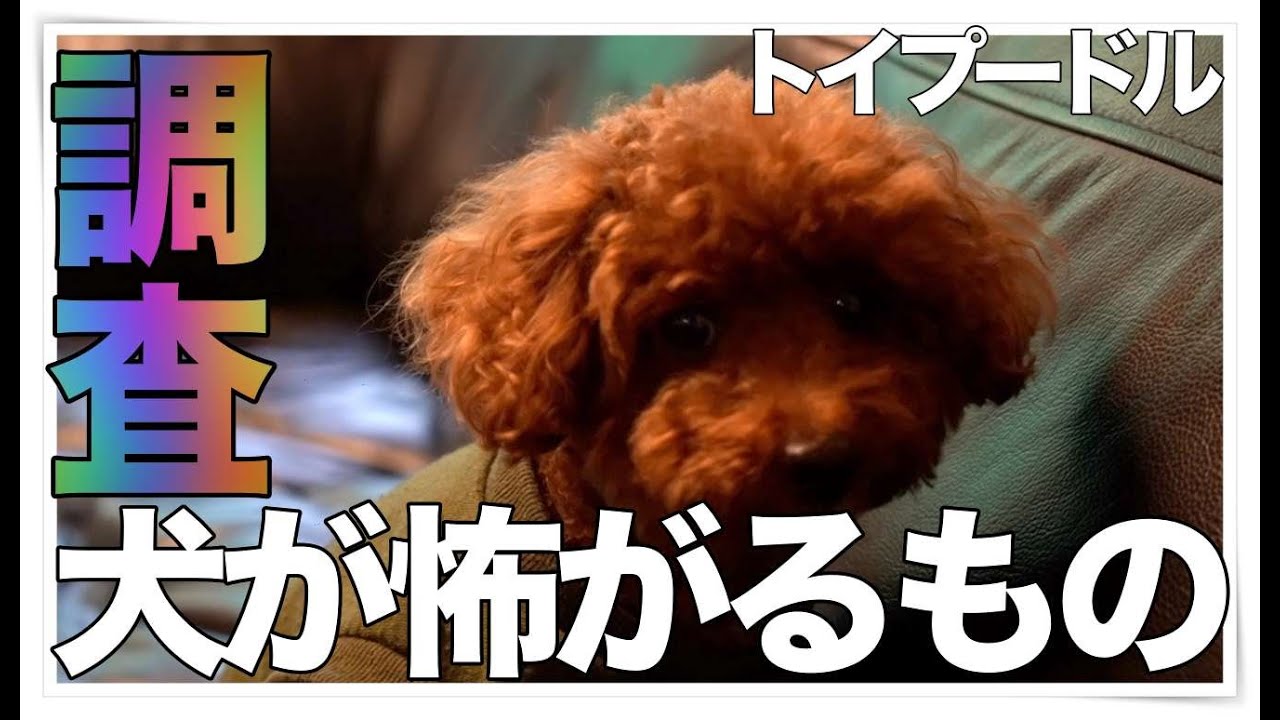 調査 犬が怖がるものを調査してみた トイプードル Youtube 調査 犬が怖がるものを調査してみた トイプードル Youtube