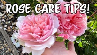 How I Take Care Of My Roses Rose Care Tips