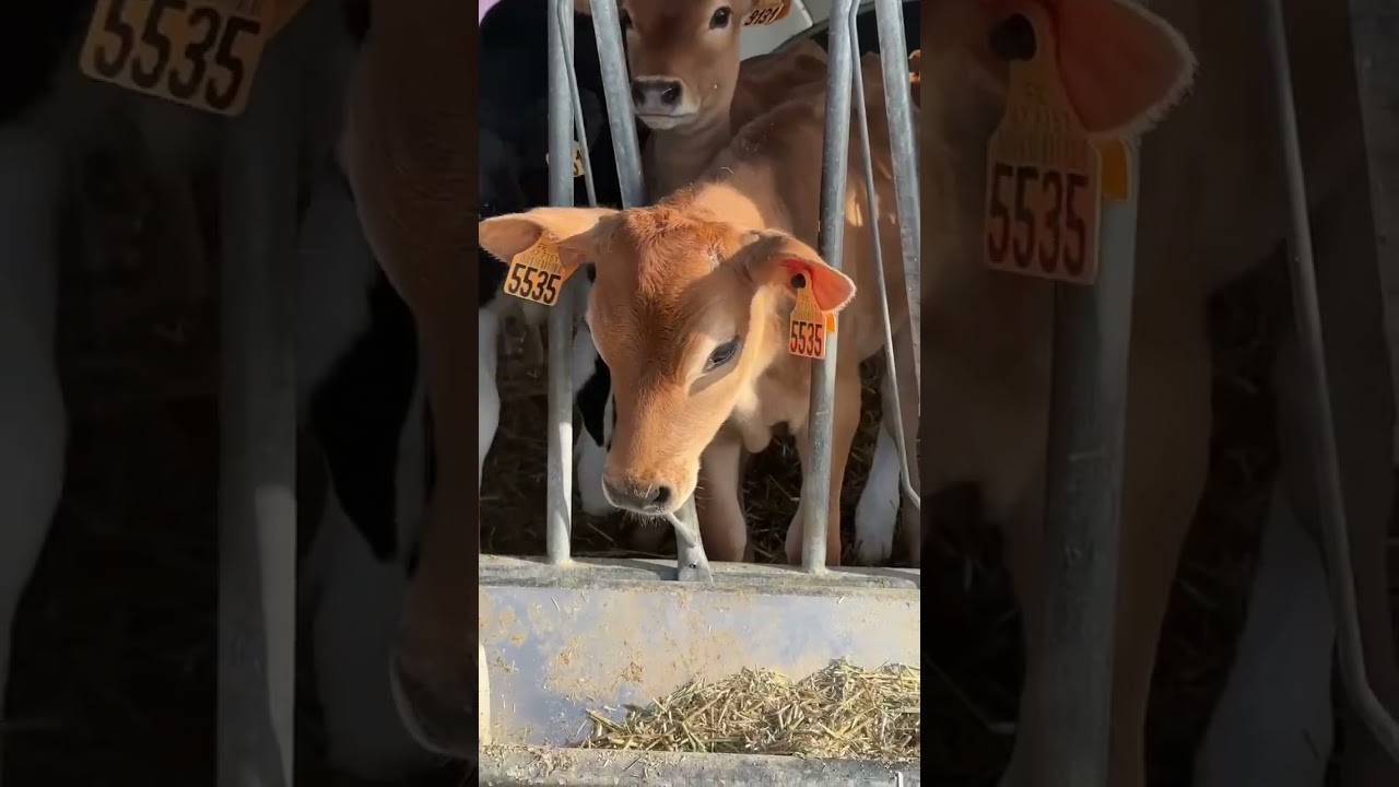 What is this giving? Aroko farm & Resort 