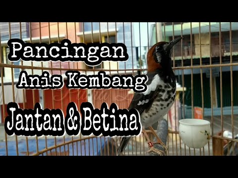 ANIS KEMBANG JANTAN DAN BETINA , PANCINGAN ANIS KEMBANG