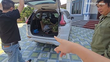 PHÁ VÀ THU HOẠCH CÂY TÁO MÙA 2026 I NÚI ĐỒI LỤC NGẠN