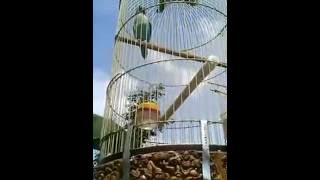 video lovebird putri mentaya ngekek abis