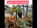 Pear tomatoes | Balloon Pear tomatoes tastes Pulpy