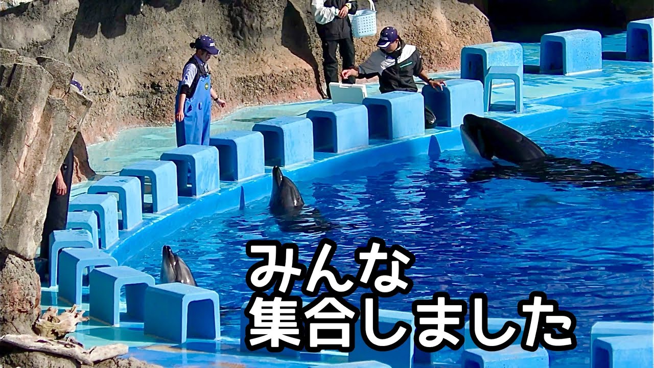 シャチのリンちゃん イルカのエールちゃんとネオちゃん 集合しました