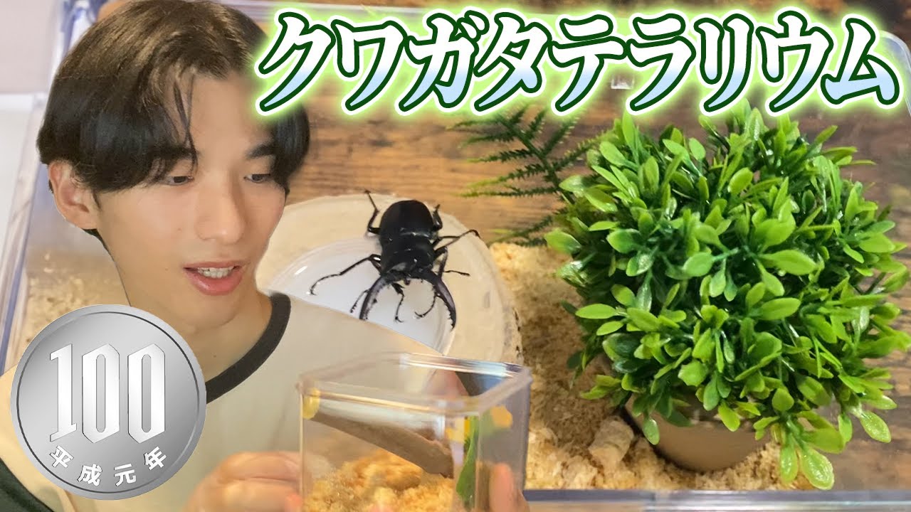 クワガタ　テラリウム ダイソー】クワガタテラリウムを作ったらおしゃれなインテリアになった
