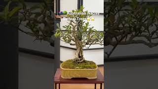 Australian Native Bonsai Tree Inspiration ?? bonsai tree gardening australia