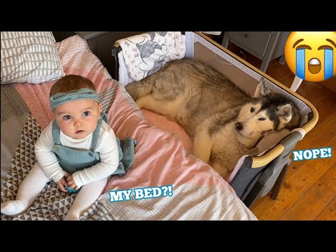 Baby Gets Angry When Stubborn Husky Refuses To Get Out Of Her Bed!!😭. [CUTEST VIDEO EVER!!]