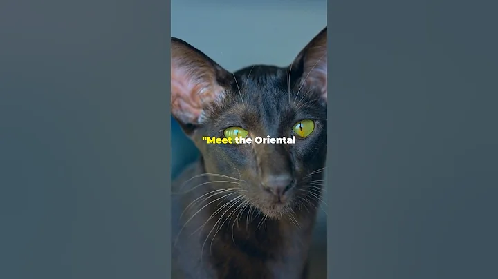 Watch the video about Meet the Elegant Oriental Shorthair Cat.