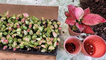 Trồng cây vạn lộc đỏ (Aglaonema Red Beauty) cấy mô: bao lâu có thể xuất bán?