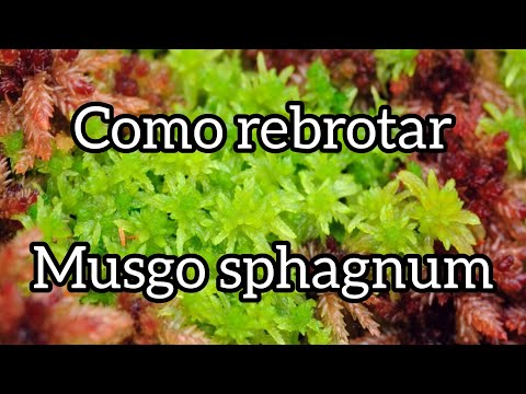 Video: ¿Puedes cultivar musgo sphagnum?