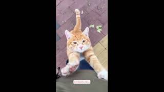funny cat#cat#cats#catlover #catshorts #funnycats#youtubeshorts #funnyvideo #music#moneycat