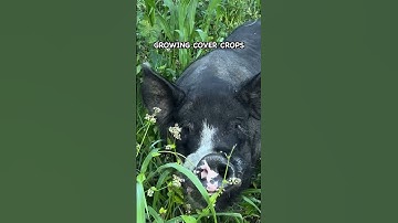 My Simple Way to Save 70% On Pig Feed Costs  #pasturedpigs #farming #animalhusbandry #soilhealth