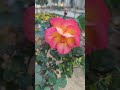 Roses in my garden ( 9 month old plant)