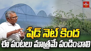 షేడ్‌ నెట్‌ కింద ఈ పంటలు మాత్రమే పండించాలి | Shade Net Gardening Advantages | hmtv Agri