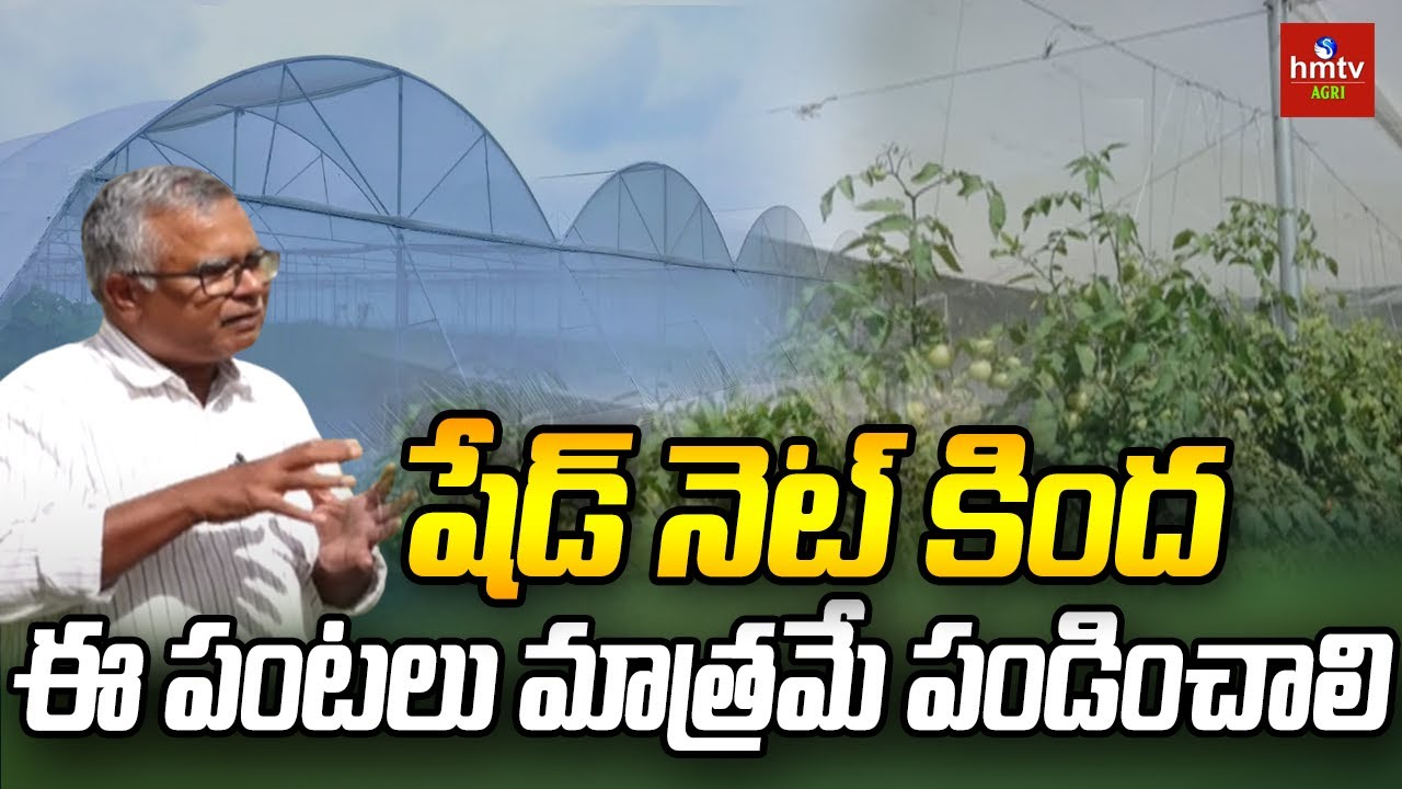 షేడ్‌ నెట్‌ కింద ఈ పంటలు మాత్రమే పండించాలి | Shade Net Gardening Advantages | hmtv Agri
