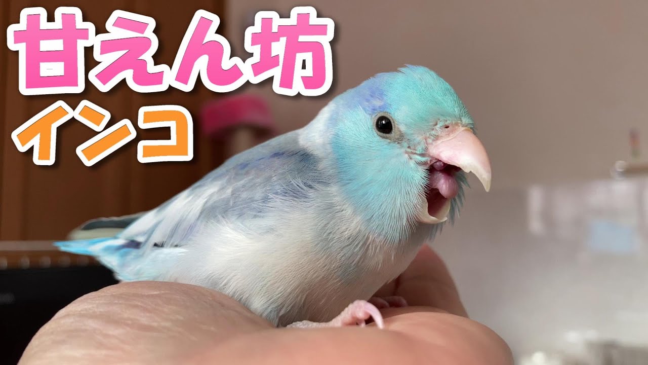 マメルリハインコ甘えん坊 Youtube