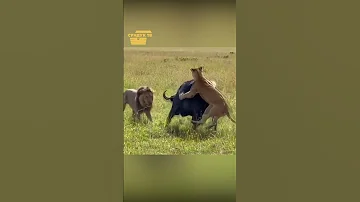 Буйволы накололи львицу на рога.