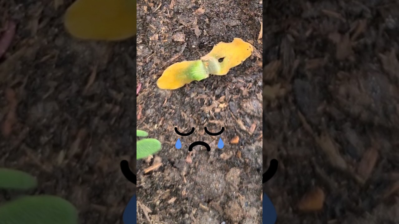 What Happened My Tinda Seed.Tinda Seed Grow