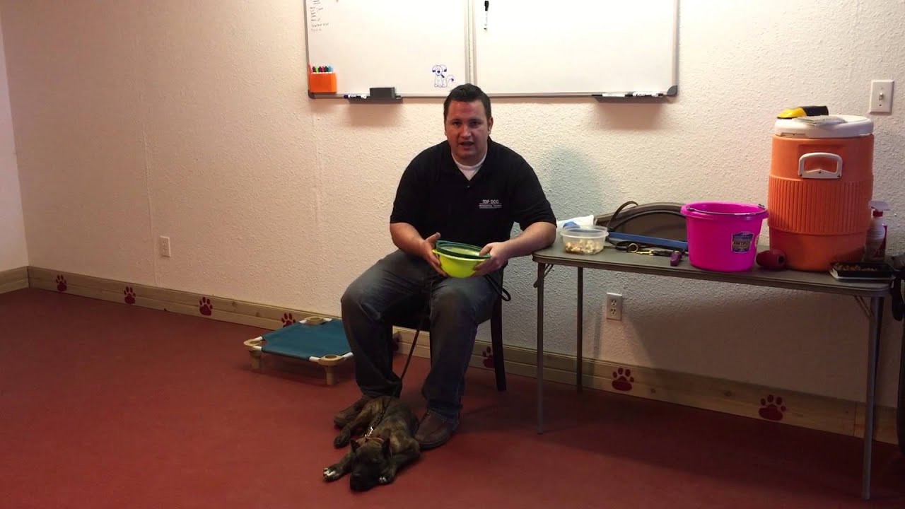 How to train a diabetic alert dog! Scent imprinting. obedience to authority