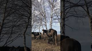 Прогулка На Лошадях В Берёзовском Ущелье Привал