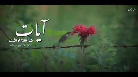 تلاوة خاشعة للشيخ عمر عبدالله من حالات واتساب