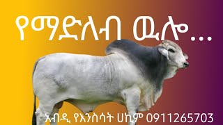 የማድለብ ዉሎ ምን መሆን አለበት