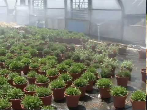 Effective Overhead Irrigation Moving Nurseries Toward Effective Overhead Irrigation Moving Nurseries Toward Sustaility You