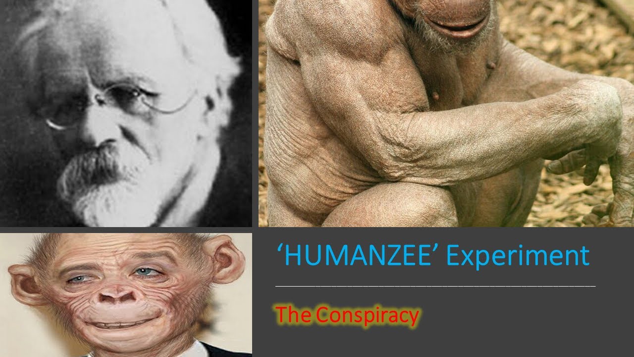 Humanzee Humanzee