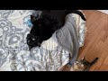Livestream with these hilarious cats they crack me up! #livestream #live #subscribe #cat #funny 
