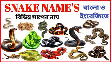 Snake Names | Learn 20 Snakes Name English for Kids | Preschool & Toddler Learning Video #kidsward