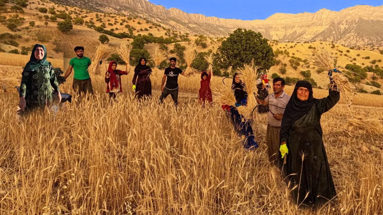 Wheat harvesting in Traditional way, Nomadic life