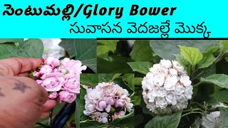 సట మలల Sentu Malle Chettu How To Grow Jasmine Plant