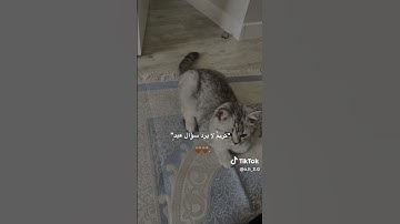 #اكسبلور قران كريم ماهر المعيقلي الحرم المكي