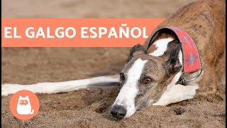 Galgo Español - Características Y Cuidados