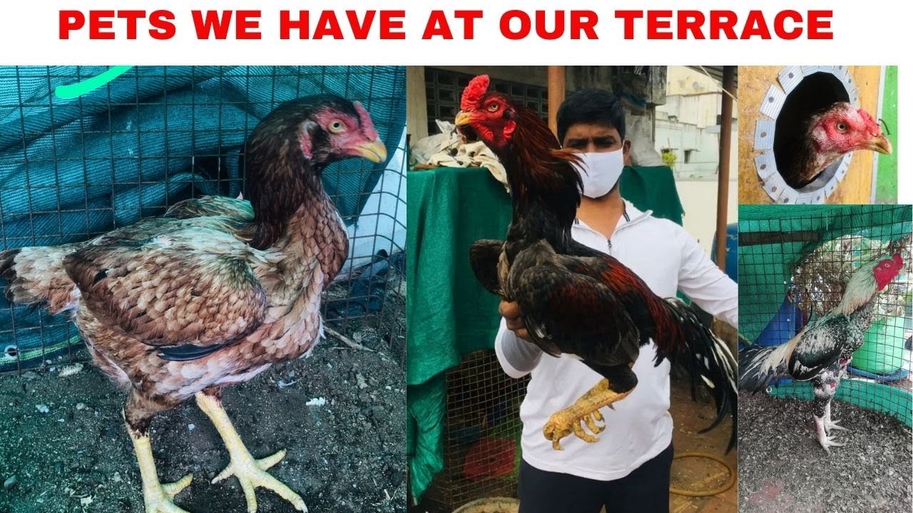Pets we have at our terrace - Cockatiels, Fighting Rooster, chickens