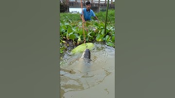 World Best Fishing Trap Video, 2025😲#fish_traps