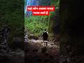 जापान का सबसे रहस्यमयी जंगल 😱 | Aokigahara Forest Mystery in Hindi#facts #amazingfacts #viral#japan