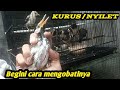 Cara Mengobati Burung Kurus Nyilet Karna Cacingan Mp3 - Mp4 Download