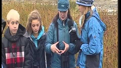 Counting birds in a wetland