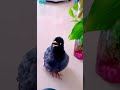 Cutebird birds pets