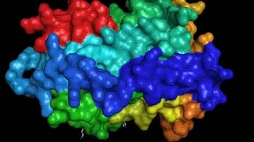 Simulation of protein-peptide binding