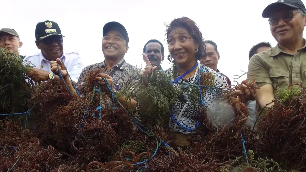 Budidaya Rumput Laut Kultur Jaringan 