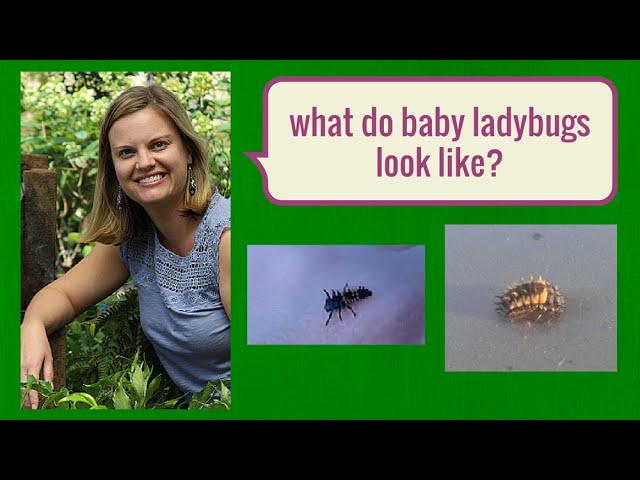 Baby Ladybugs Pictures