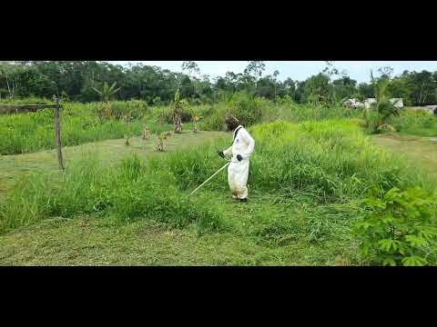 Chinese 1E44F-5 / 52cc Trimmer, mowing tall grass with a 14 Inch - SK5 grade blade.
