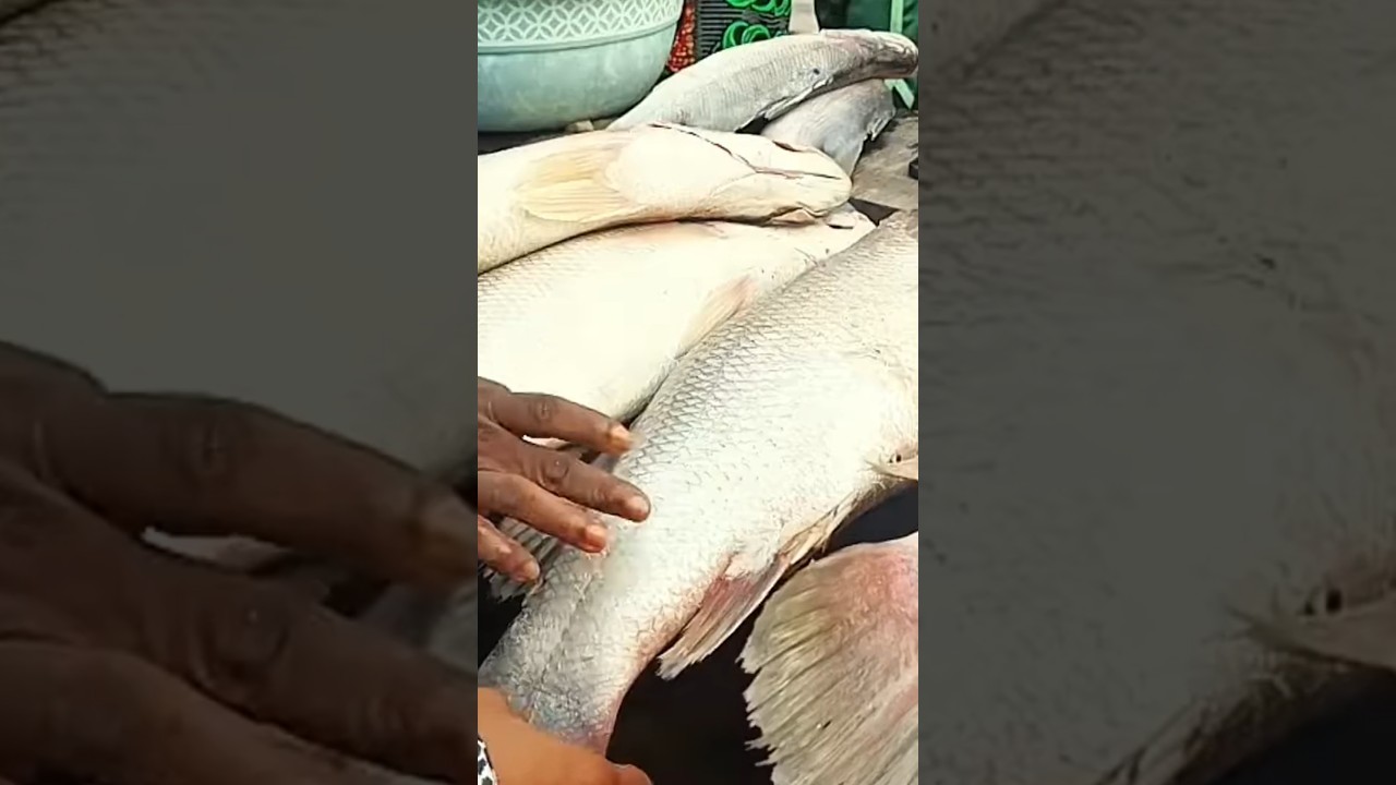 Makoko Fish Market: Cost of Sea food in Lagos Nigeria, west Africa 