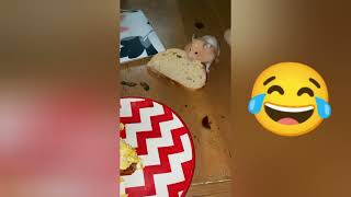 THE MOST STUPID HAMSTERS😂/but so cute and funny!