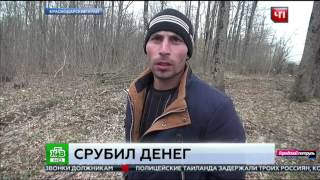 За незаконную вырубку деревьев выписали штраф 6 мл. рублей