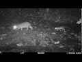 Lowland Paca with her baby captured on a camera trap in Drake Bay, Costa Rica - October 7, 2020