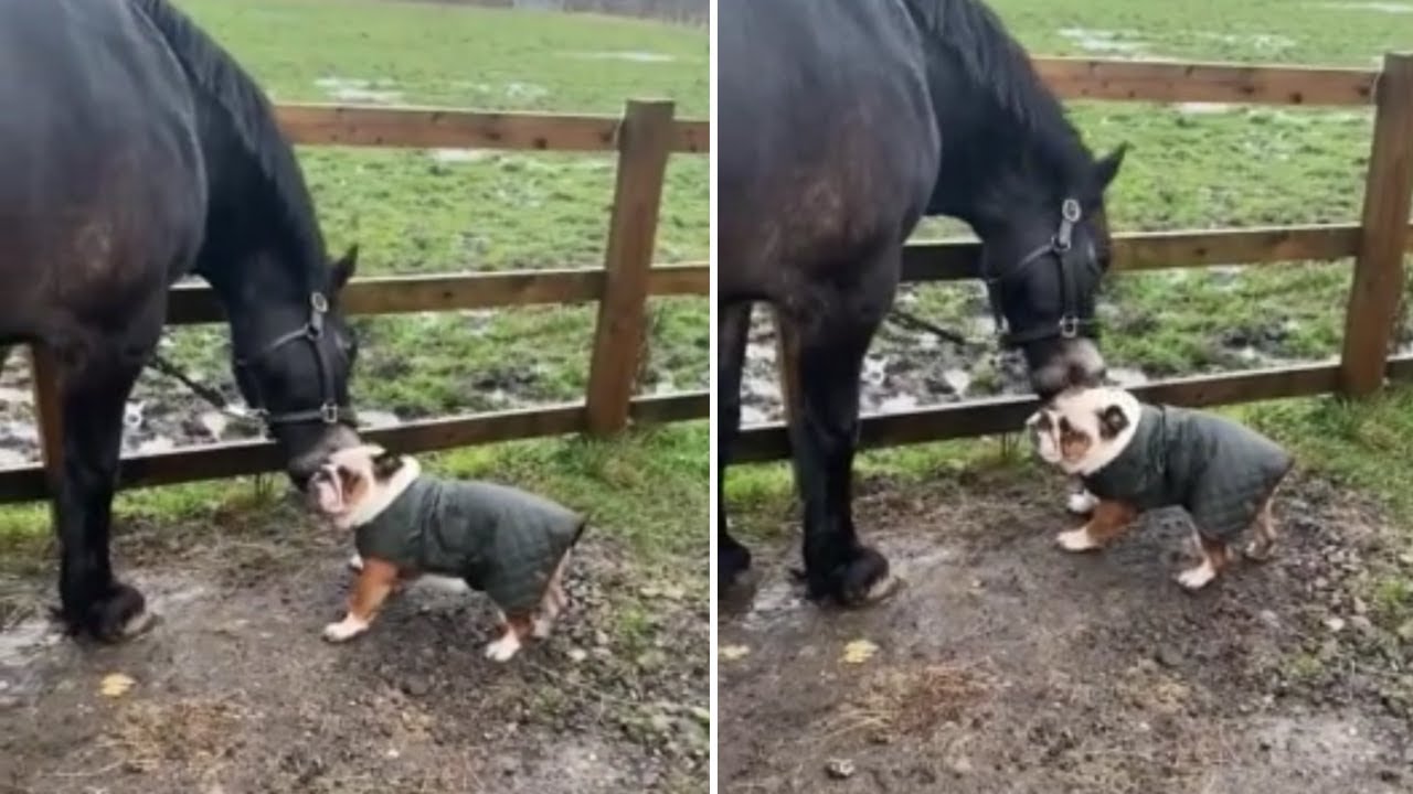 Bulldog puppy shares special bond with horse best friend YouTube