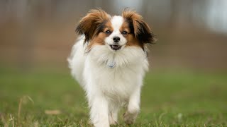 How to groom a Cavalier King Charles Spaniel for show?